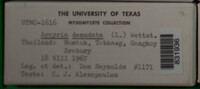 Arcyria denudata image